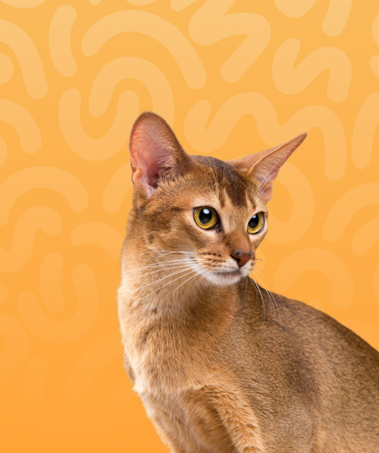 Cats
