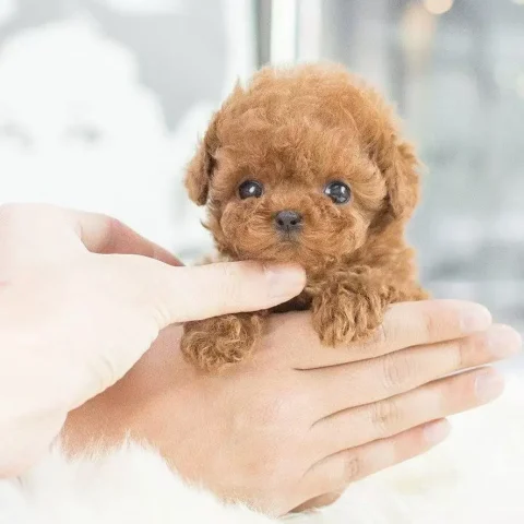 New Cute Plush Robot Puppy Plush Toy
