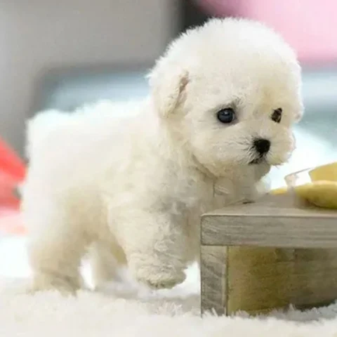 New Barking Soft Walking Dog