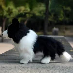 New Border Collie Plush Toy